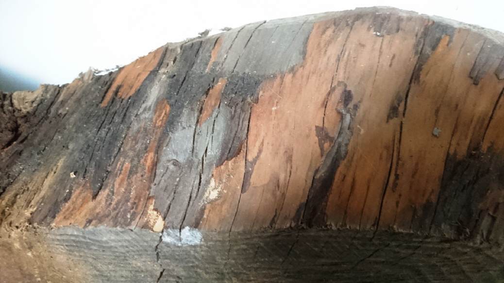 Baumscheibe Holzplatte ca. 60 jährig